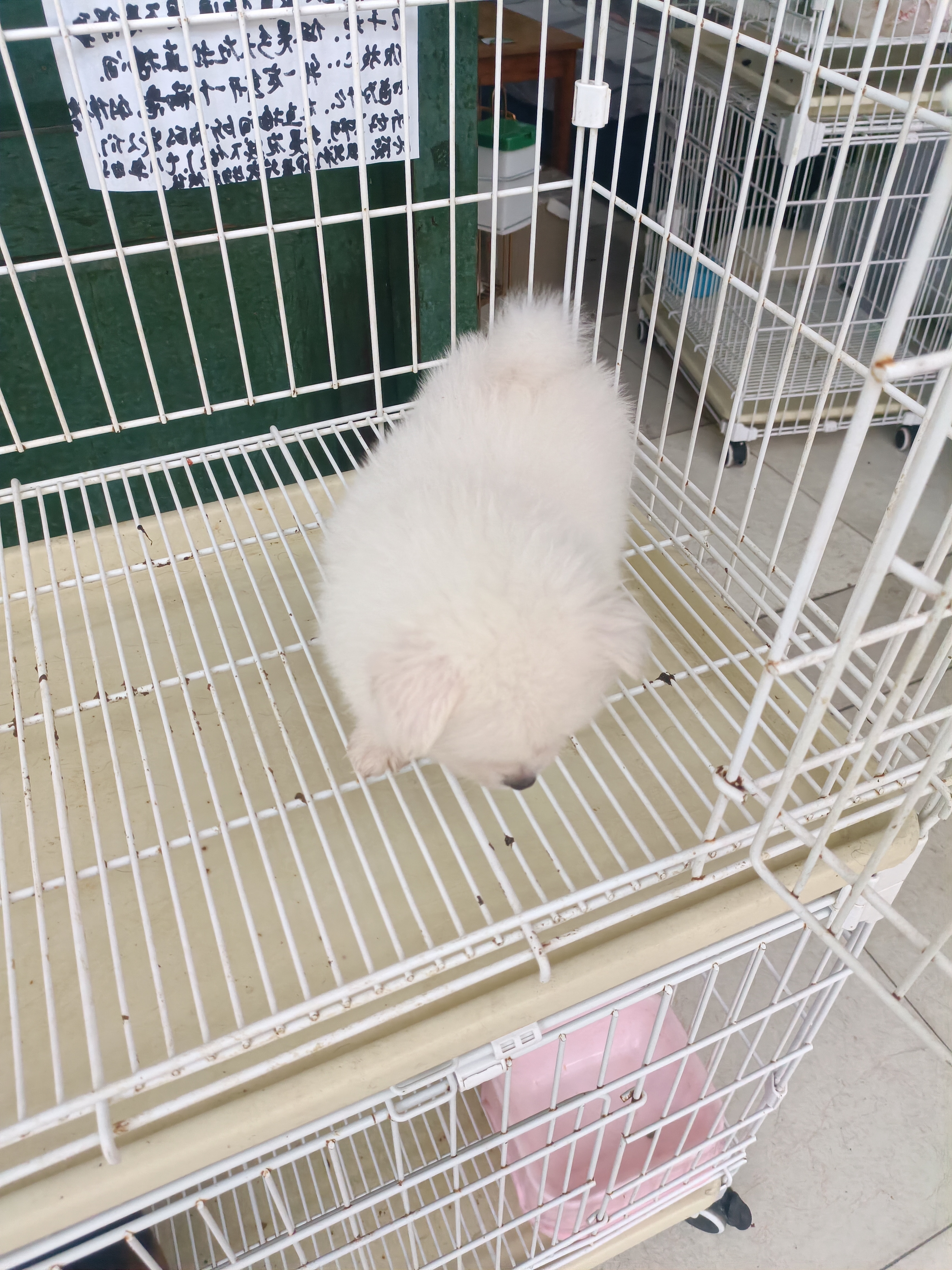 博美